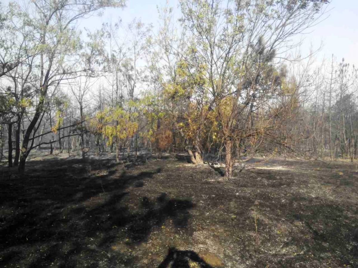 В Запорожской области горит лес. Фото: zp.dsns.gov.ua