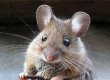 У мышей нашли ген настроения