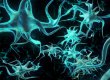 Ученые научились получать нервные клетки из клеток кожи