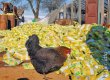 Дворы белорусской деревни завалили тысячами бесхозных пакетов с молоком