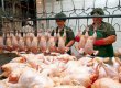 Росія обмежила ввезення м'яса з України