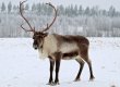 Северные олени научились обходиться без биологических часов