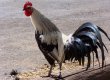 На границе с Украиной зафиксирована вспышка птичьего гриппа