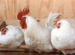 Россия отменила ограничения на ввоз из Украины животноводческой продукции
