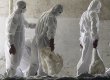 В Японии из-за птичьего гриппа армия спешно истребляет кур
