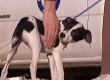 Трехмесячный щенок ожил после усыпления