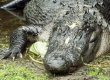Жительница Флориды нашла в спальне аллигатора