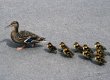 Утка с утятами ненадолго остановила движение на МКАД
