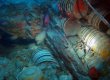 Со дна моря близ Индонезии поднимут корабль с грузом в 70 млн долларов