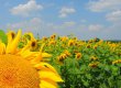 Продать землю после отмены моратория намерены 12% крестьян