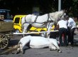 От жары во Львове запряженная в карету лошадь упала замертво