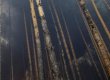У лісі Івано-Франківської області стався вибух: є постраждалий