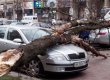 На Крещатике ветер повалил дерево на иномарки (фото)
