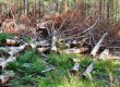 У Харківській області на лісоруба впало дерево