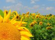 Депутаты со второй попытки продлили мораторий на продажу с/х земель еще на год