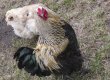 В Гонконг вернулся птичий грипп