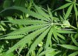 Американские ученые установили, что марихуана безвредней табака