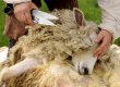 Новозеландские фермеры предложили включить стрижку овец в программу Олимпийских игр