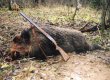В Черниговской области три охотника отравились мясом дикого кабана