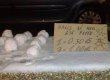 В Неаполе продают снежки по евро за 3 штуки