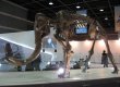 Российские ученые создадут клоны древних животных