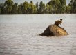 Проливные дожди затопили часть Сиднея