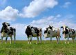 Украинские фермеры стали продавать эко-молоко по 30 грн и сало по 150 грн