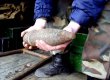 У Львівській області вибухнув снаряд часів ВВВ при спробі розпиляти його болгаркою
