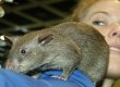 Американский штат Флорида страдает от нашествия гигантских крыс