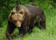 З латвійського заповідника втекла ведмедиця