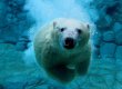 Ученые прояснили происхождение белых медведей &lrm;