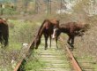 Во Львовской области поезд сбил лошадь