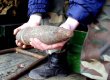 У Рівненській області чоловік хотів здати на металобрухт 39 артснарядів часів ВВВ