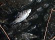 В Тернополе в реку попало неизвестное вещество, берега усеяны мертвой рыбой