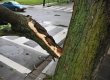 В Днепропетровской области на мальчика упало дерево