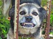 У Криму собака загриз трирічну дівчинку