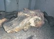 В днепропетровском музее появился череп мамонта, которому 30 тыс. лет
