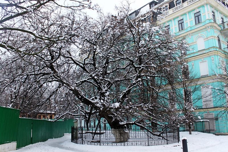 Липа біля Десятинної церкви - одне з найстаріших дерев України було посаджено засновником Києво-Могилянської академії, митрополитом Петром Могилою. Фото: img-fotki.yandex.ru/