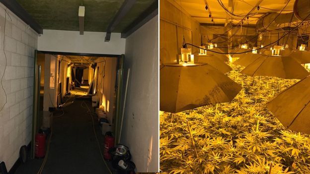 Полиция задержала по подозрению в выращивании марихуаны шесть человек. Фото: wiltshire.police.uk