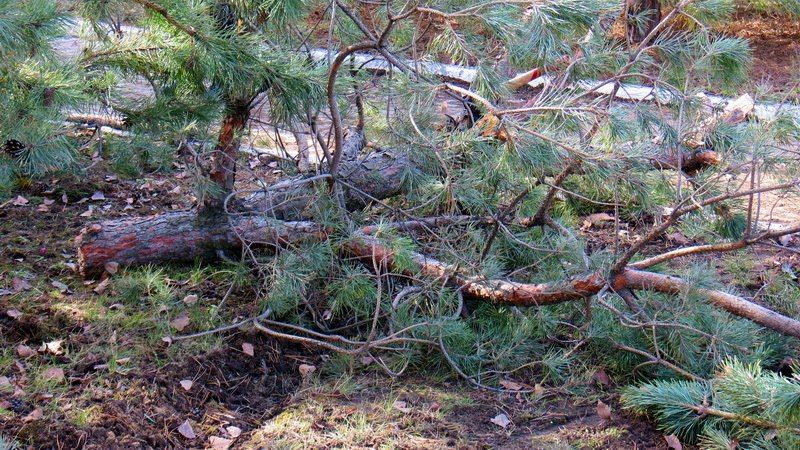Девушка-водитель отказалась от освидетельствования. Фото: informator.dp.ua