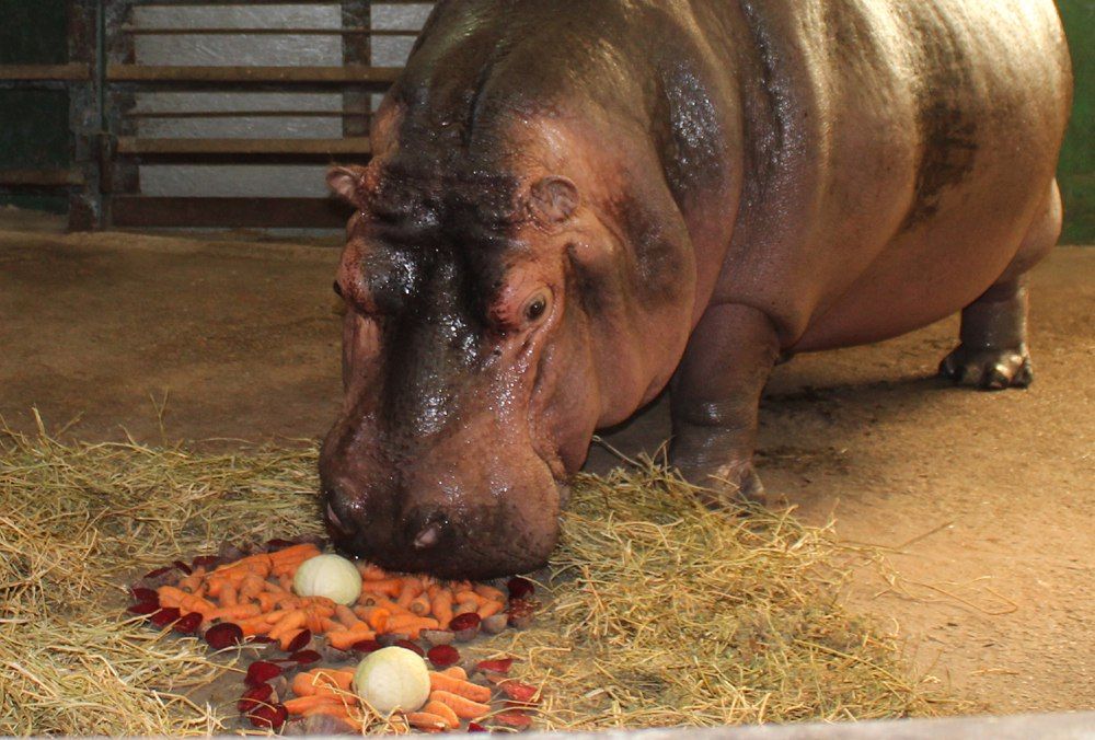 Зверям тоже поднимали настроение в праздник. Фото: vk.com/zoo.kharkov