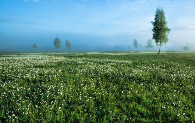 Так Долина нарцисів виглядала під час цвітіння. Фото: mukachevo.net