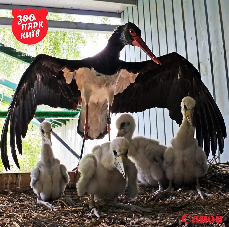 Черные аисты всячески избегают человеческого общества. Фото: facebook.com/zoo.kiev.ua
