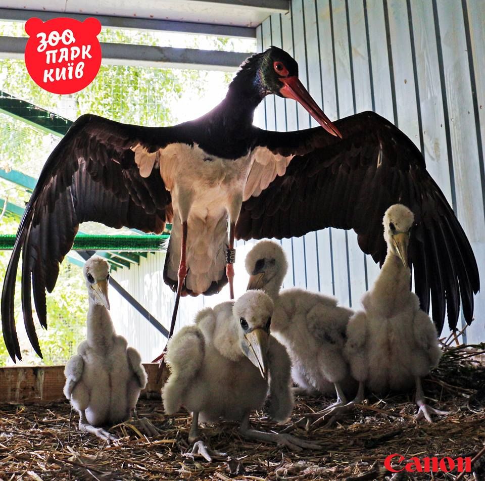 Черные аисты всячески избегают человеческого общества. Фото: facebook.com/zoo.kiev.ua
