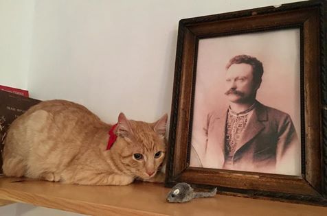 Во львовском музее Франко поселился рыжий кот Мурлыка. Фото: facebook.com/dimfranka