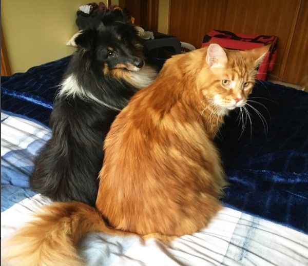 Кіт з Австралії може потрапити в Книгу рекордів Гіннеса. Фото: @OMAR_MAINECOON