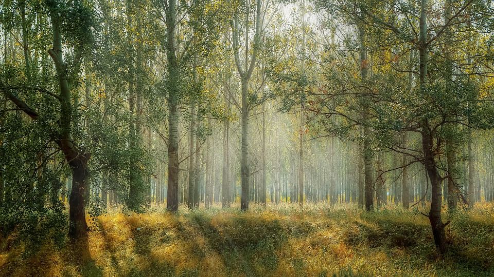 Ежегодно парки уничтожаются людьми, которые вырубают деревья. Фото: pixabay.com