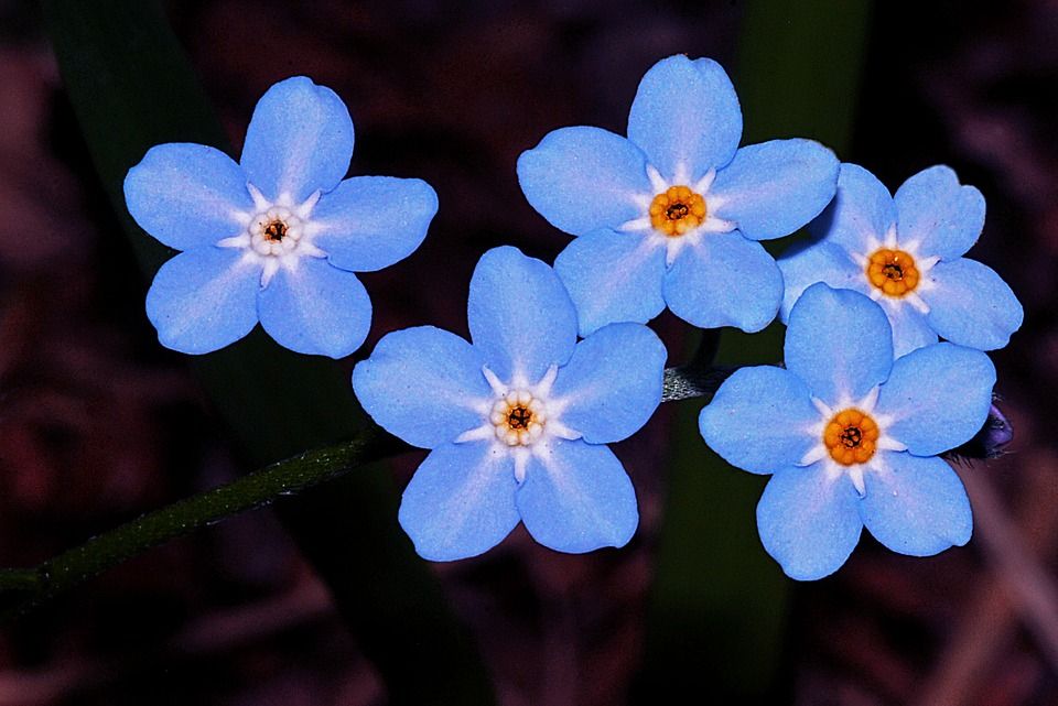 Синие незабудки - символ праздника. Фото: pixabay.com