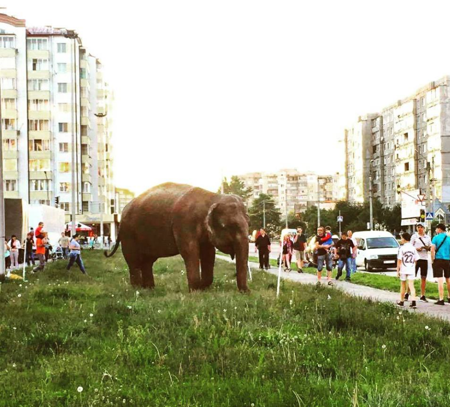 Слон пасется посреди города в Ивано-Франковске. Фото: facebook.com/M.Dzhohola