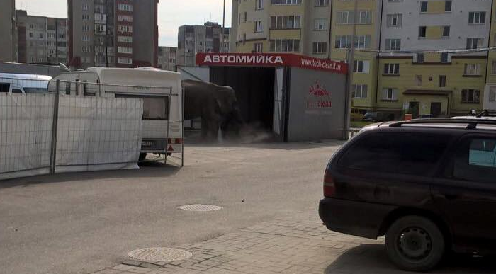 Слона моют в автомойке. Фото: facebook.com/alena.belaya